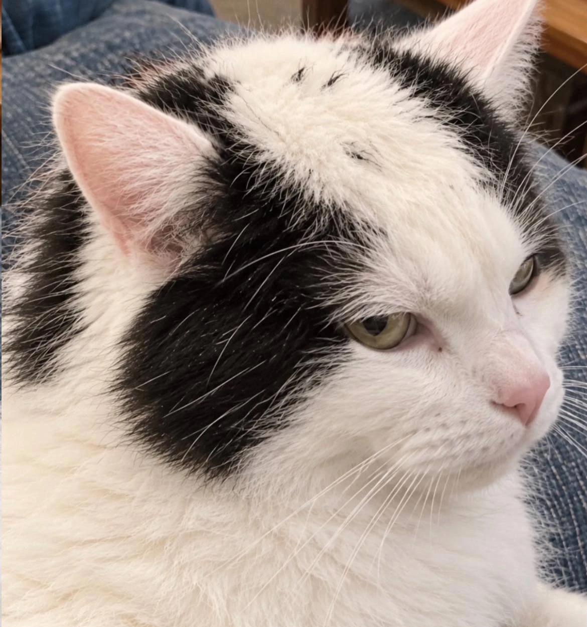An original close-up photo of the bald cat