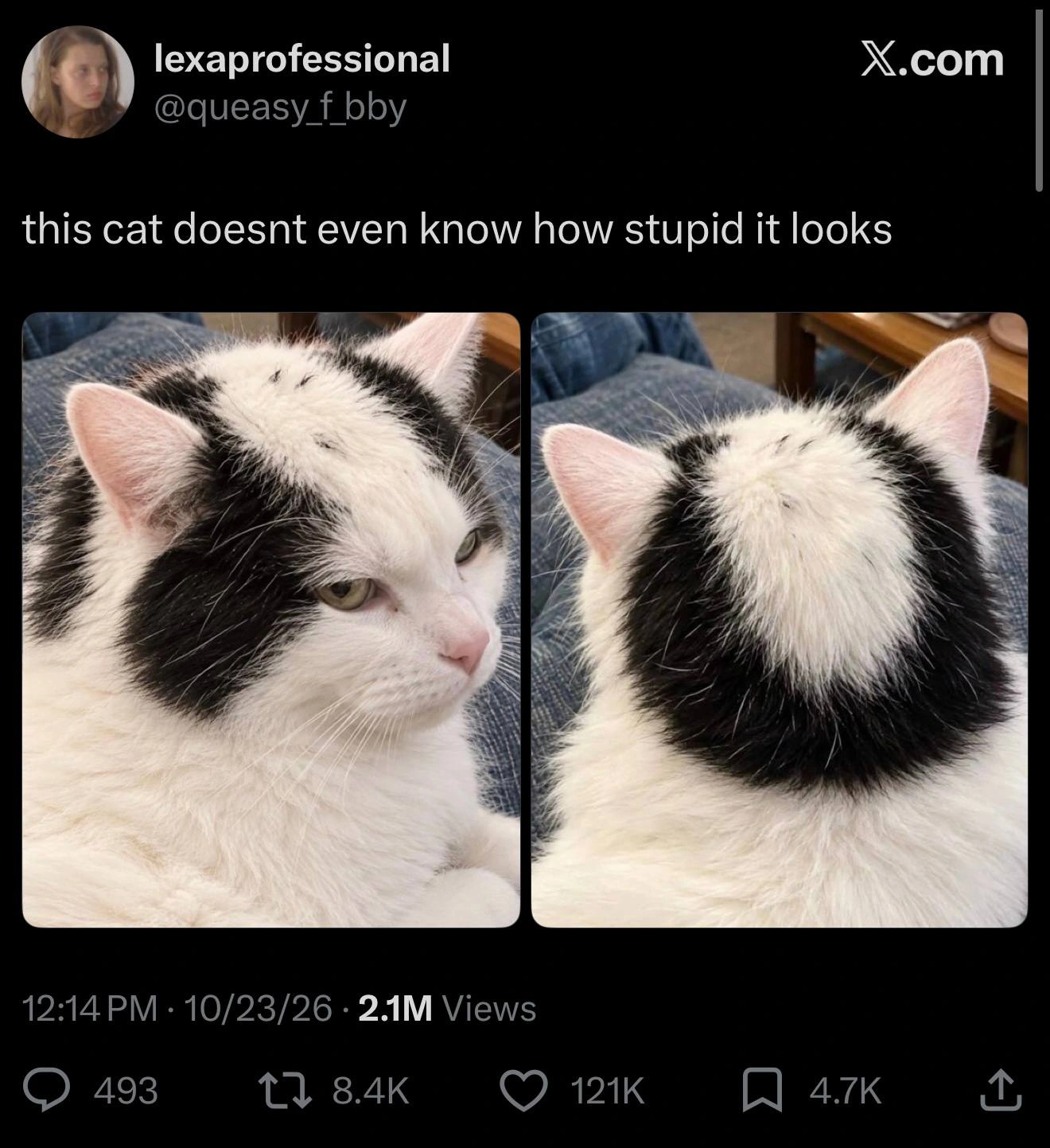 Screenshot of a tweet by lexaprofessional, @queasy_f_bby, saying ‘this cat doesnt even know how stupid it looks’, with two photos of the cat and 2.1 million views